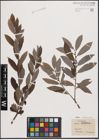 Foto von Salix cinerea L.